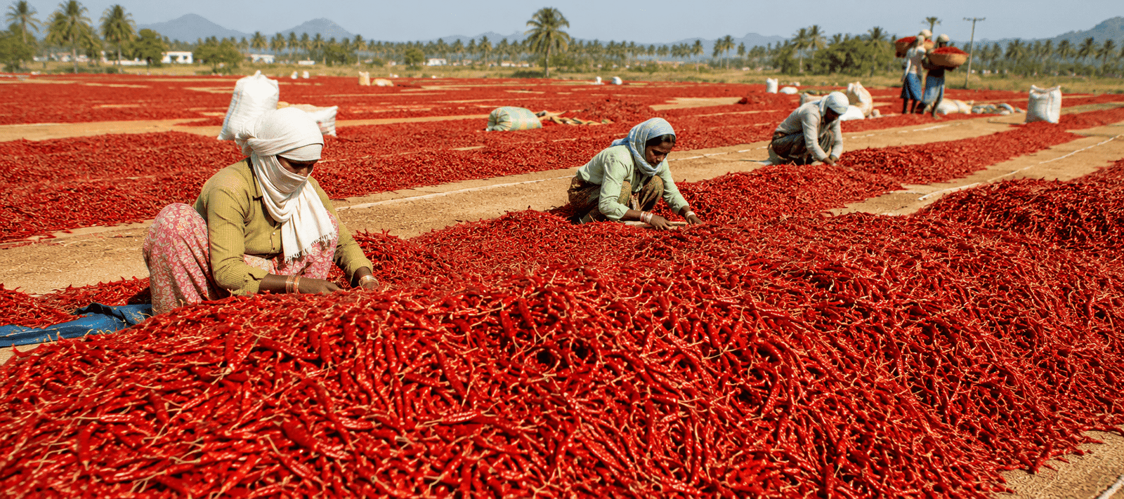 Chilli Capital of India: गुंटूर क्यों कहलाता है भारत का मिर्च राजधानी, Chilli Production, Guntur Chilli Market और Spice Export की पूरी कहानी