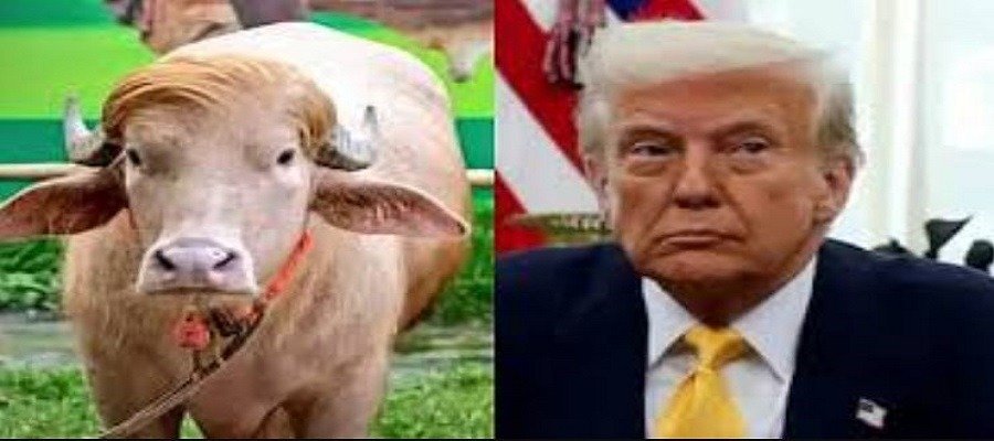 DonaldTrumpLookalike